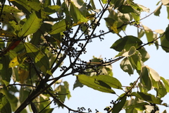 Actinodaphne malabarica